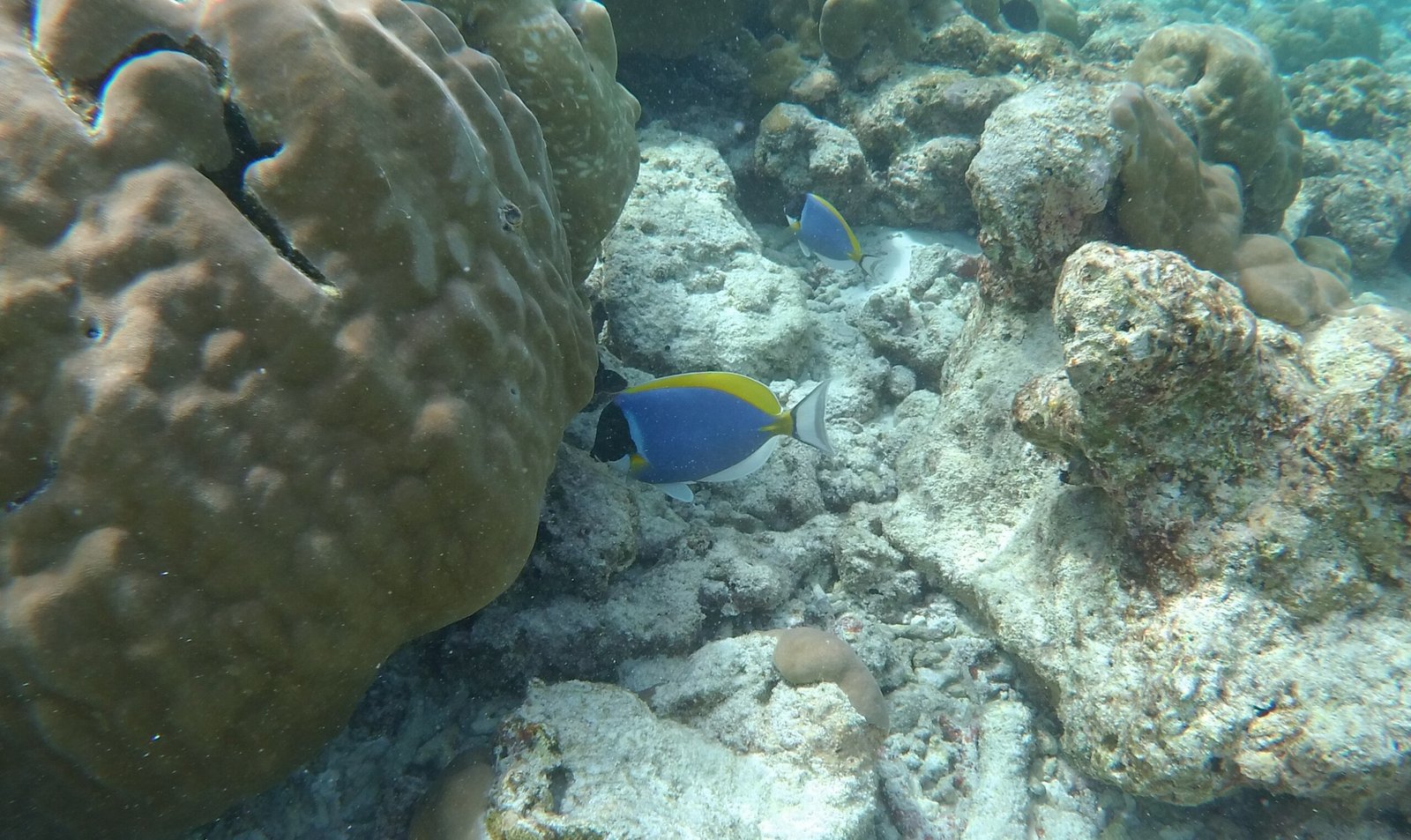 Snorkel Or Full Face