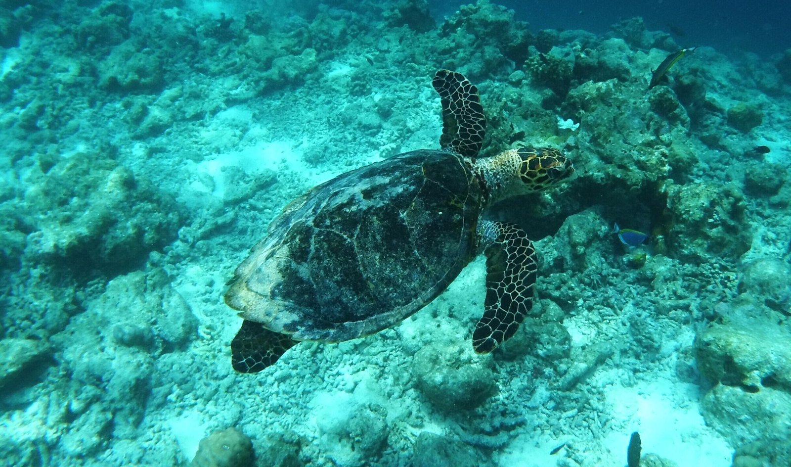 Underwater photograph For Beginners