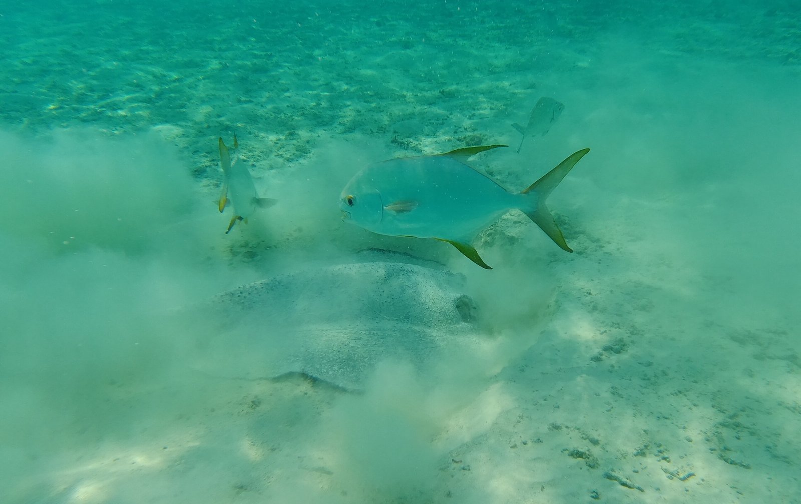 Underwater shoal of fish — Maldives