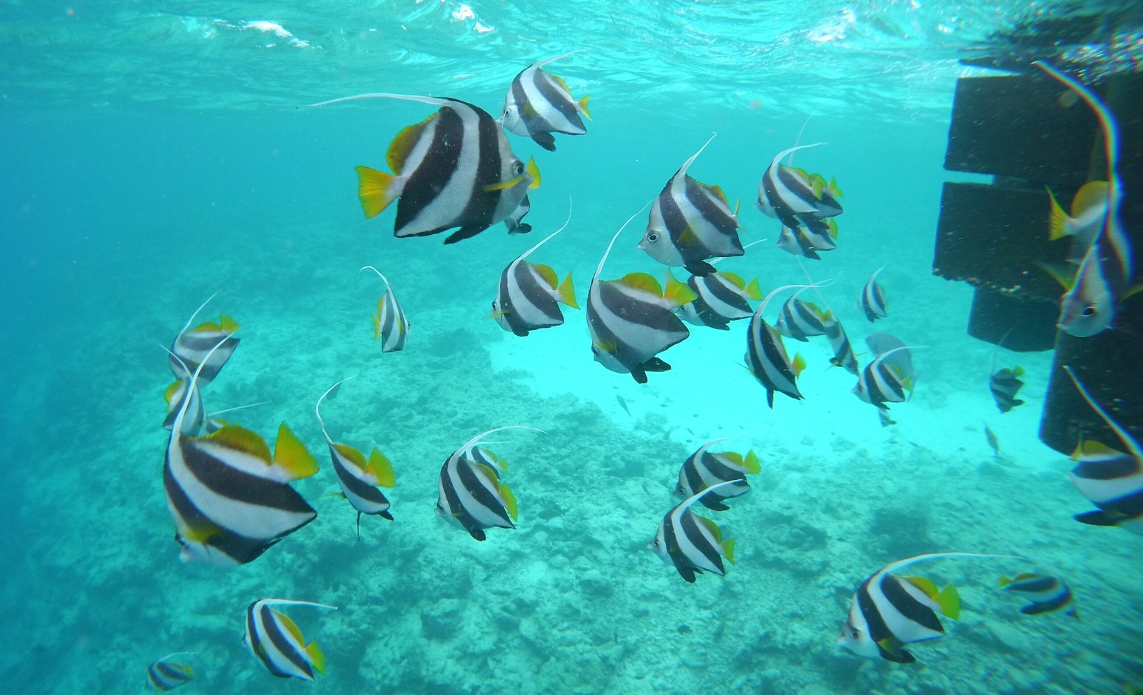 Underwater shoal of fish — Maldives
